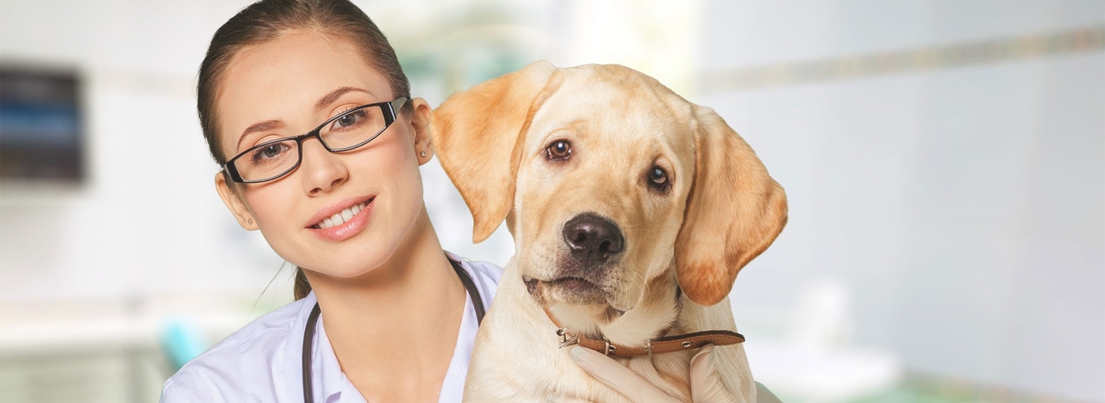 251842-pet-visits-to-our-office-banner