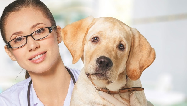 251842-pet-visits-to-our-office-banner