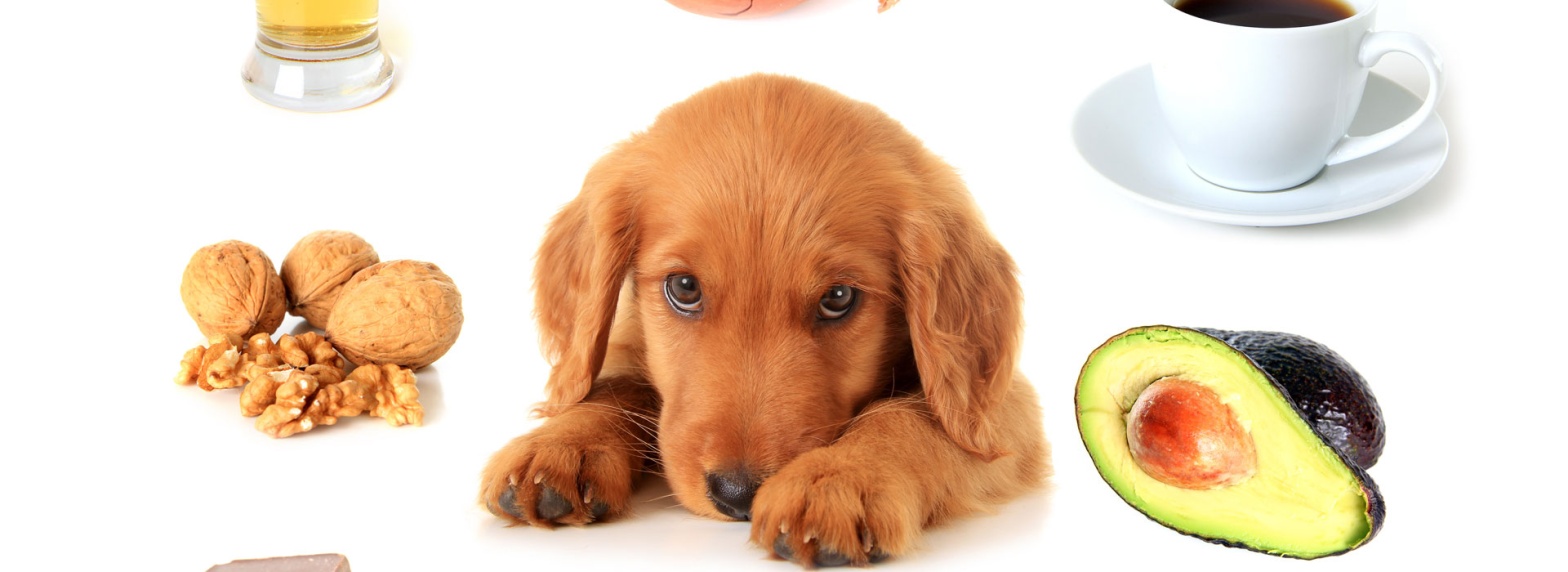 285801-toxic-ingestion-in-pets-faqs-banner