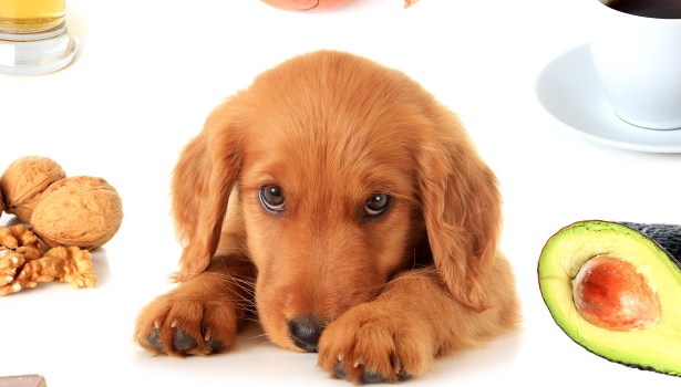 285801-toxic-ingestion-in-pets-faqs-banner