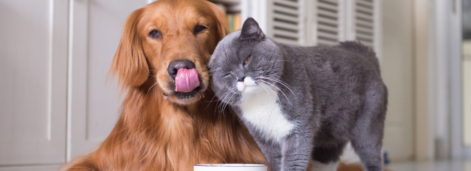 -top-food-choices-to-give-and-avoid-for-different-types-of-pets-banner