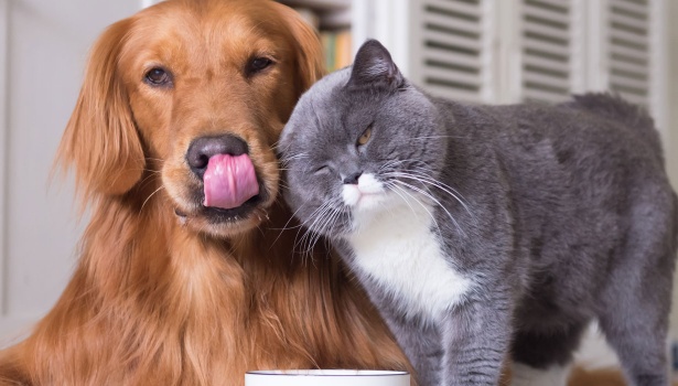 -top-food-choices-to-give-and-avoid-for-different-types-of-pets-banner