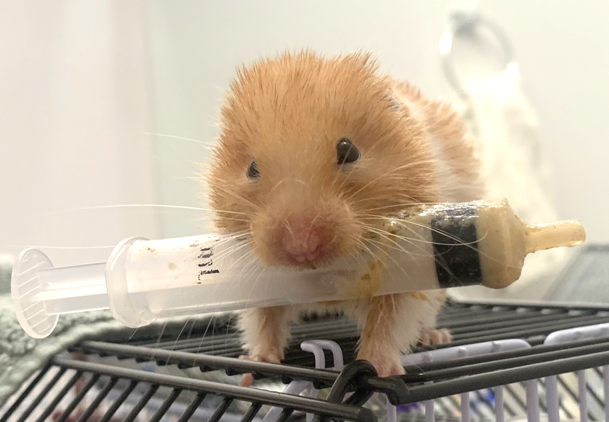 Hamster